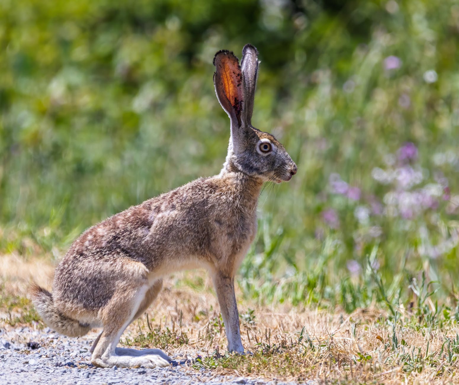 attentive hare in summer