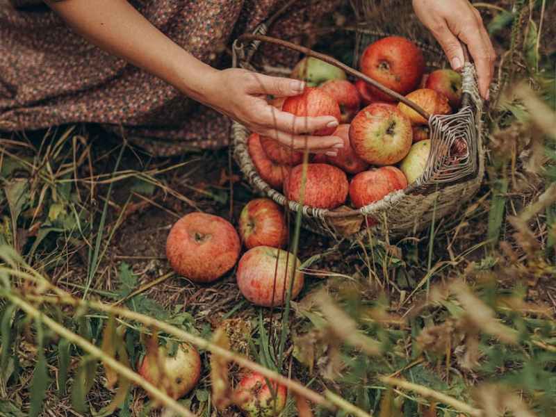 Embrace Autumn’s Libra Season: A Time for Inner Child Healing and Balance